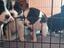 Immagine 3
