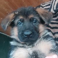 Cuccioli di pastore tedesco