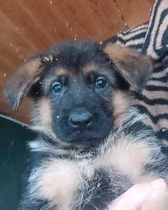 Cuccioli di pastore tedesco