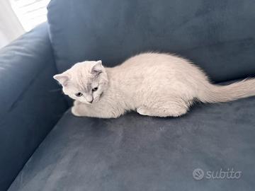 Cuccioli Blue e Liliac Scottish