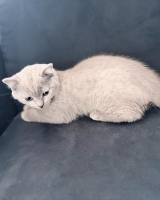 Cuccioli Blue e Liliac Scottish