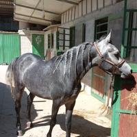 Cavallo purosangue arabo
