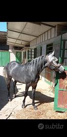 Cavallo purosangue arabo