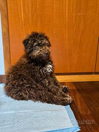 Lagotto Romagnolo