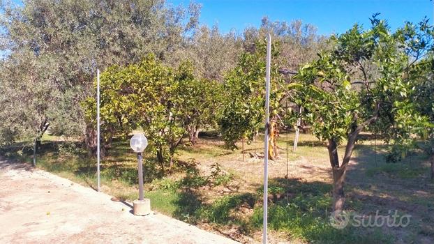 Terreno vicino al mare recintato e in produzione