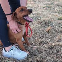 Cane maschio taglia piccola in adozione