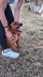 Cane maschio taglia piccola in adozione