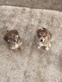 Cucciole di cane lupo cecoslovacco