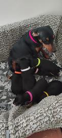 Pincher nano disponibile