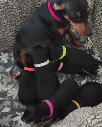 Pincher nano disponibile