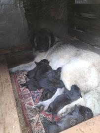 Cuccioli di pastore sel Caucaso