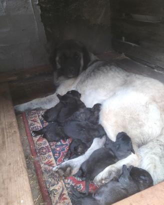 Cuccioli di pastore sel Caucaso