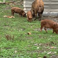 Maialini incrocio durok pietrain