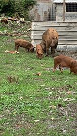 Maialini incrocio durok pietrain