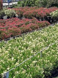 Rarissimo oleandro giallo