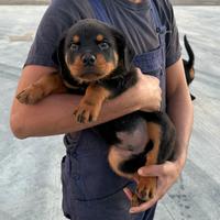 Cuccioli di Rottweiler