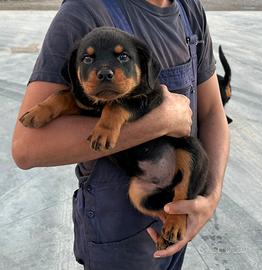 Cuccioli di Rottweiler