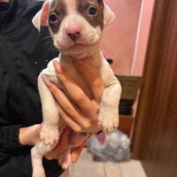 Cuccioli di pitbull