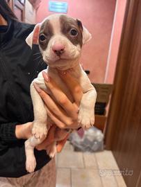 Cuccioli di pitbull