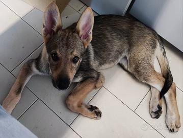 Cucciola di cane Lupo Cecoslovacco