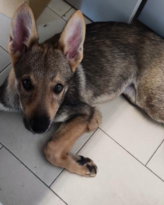 Cucciola di cane Lupo Cecoslovacco