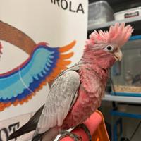 Cacatua rosecapilla allevato a mano
