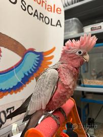 Cacatua rosecapilla allevato a mano