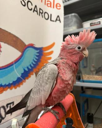 Cacatua rosecapilla allevato a mano
