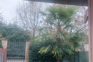 Appartamento piano terra con giardino