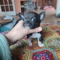 Chihuahua taglia molto piccola