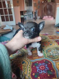 Chihuahua taglia molto piccola
