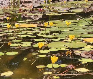 Pianta acquatica Nymphoides peltata(Ninfea gialla)