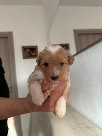 Cucciolo maltipoo