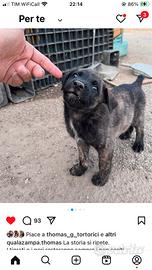 Cucciolo in adozione