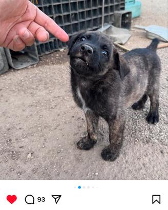 Cucciolo in adozione