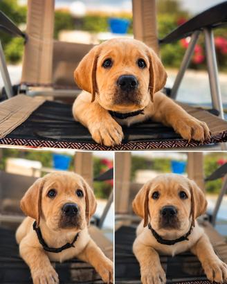 labrador figli di CAMPIONE RIPRODUTTORE 