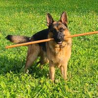 Pastore Tedesco per Riproduzione