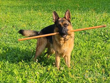 Pastore Tedesco per Riproduzione