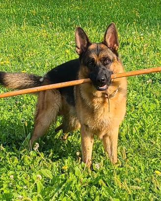 Pastore Tedesco per Riproduzione