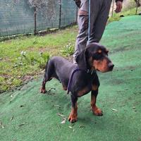 Kopov femmina pronta caccia al cinghiale