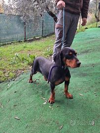 Kopov femmina pronta caccia al cinghiale