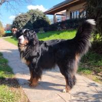 Bovaro del Bernese disponibile per monta