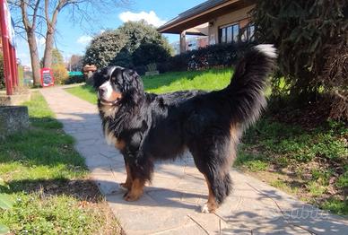 Bovaro del Bernese disponibile per monta