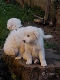 Cuccioli di pastore maremmano