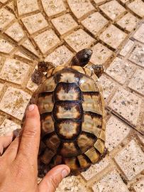 Tartarughe