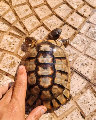 Tartarughe