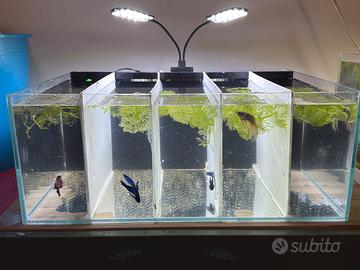 Betta Splendens (pesce combattente)