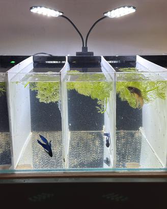 Betta Splendens (pesce combattente)