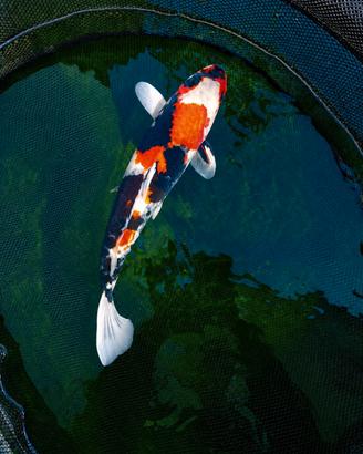 Carpe koi Giapponesi 
