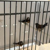 Passere del Giappone